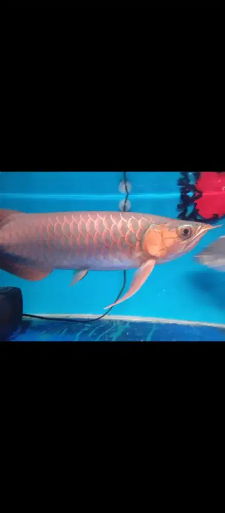 Dijual Arwana Super Red Green Base