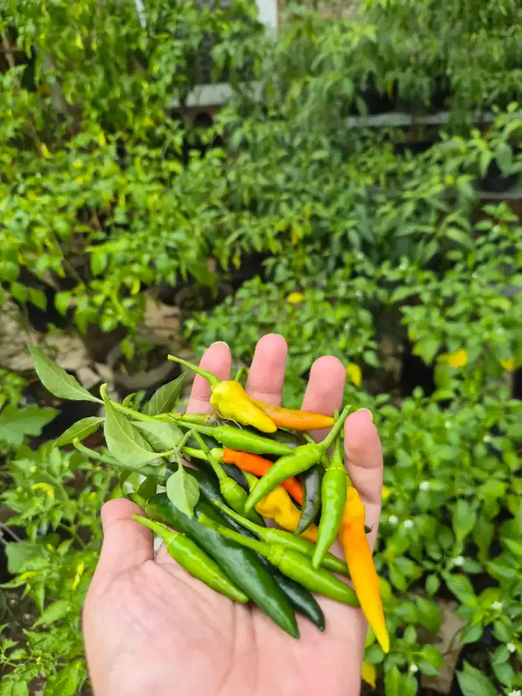 Dibutuhkan Babyaitter & ART