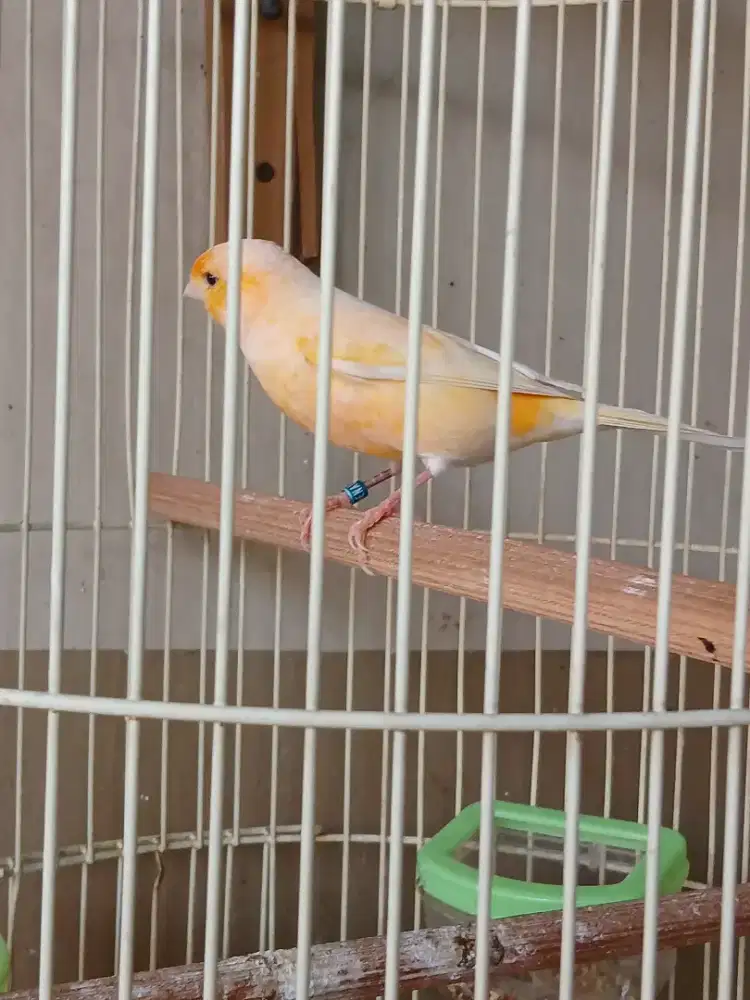 Kenari AF Big betina siap kawin