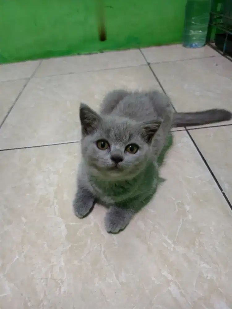 Kucing bsh British Shorthair