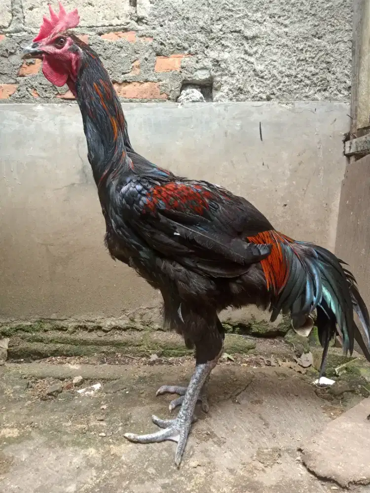 AYAM PELUNG JUMBO