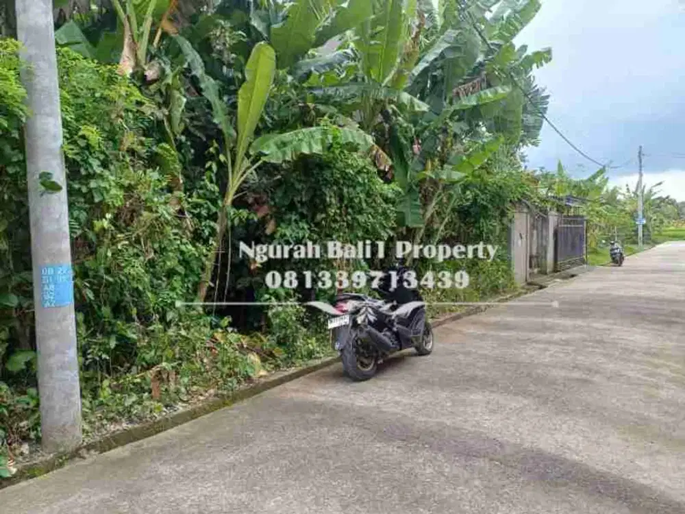 Tanah Murah Disewakan Luas 400 m2 Kawasan Villa di Bedahulu Ubud