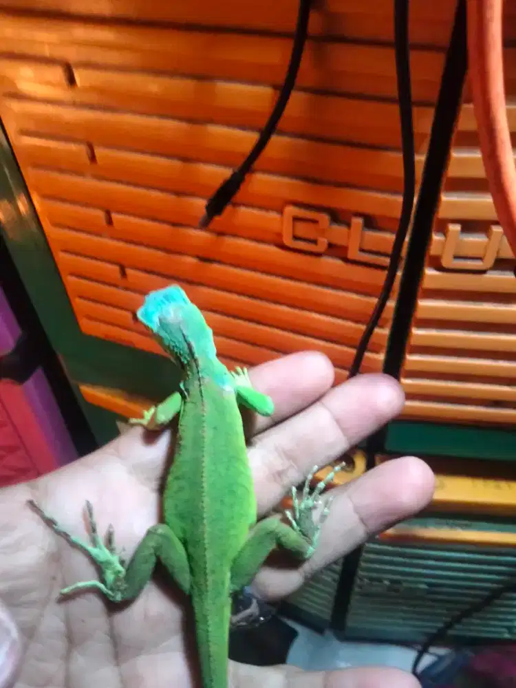 Iguana grend head blue