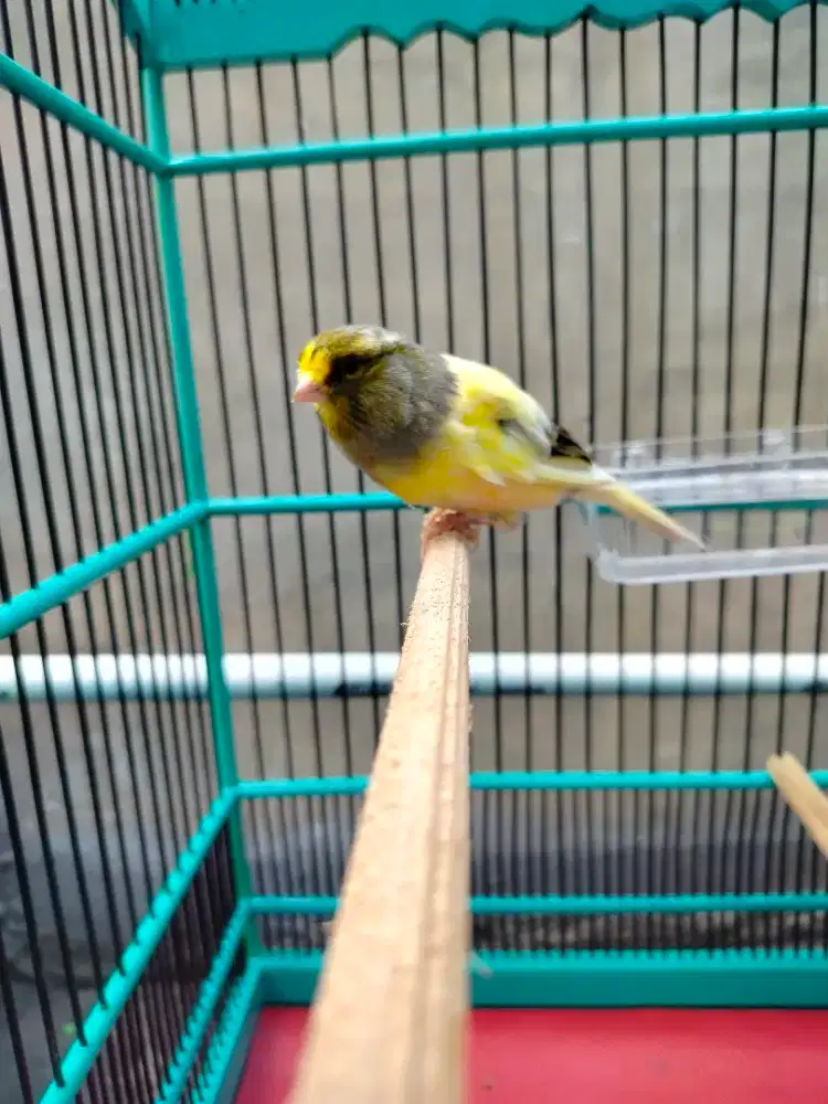 Kenari kuning bon af sizi big