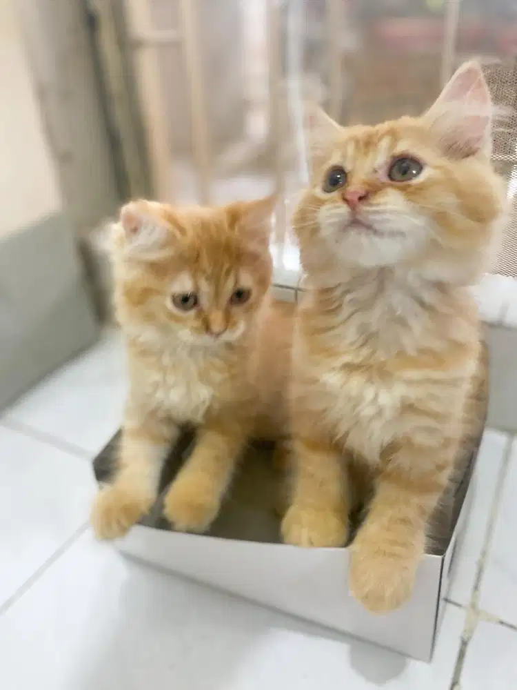 Anakan kucing usia 2.5 bulan persia medium bebas jamur dan kutu