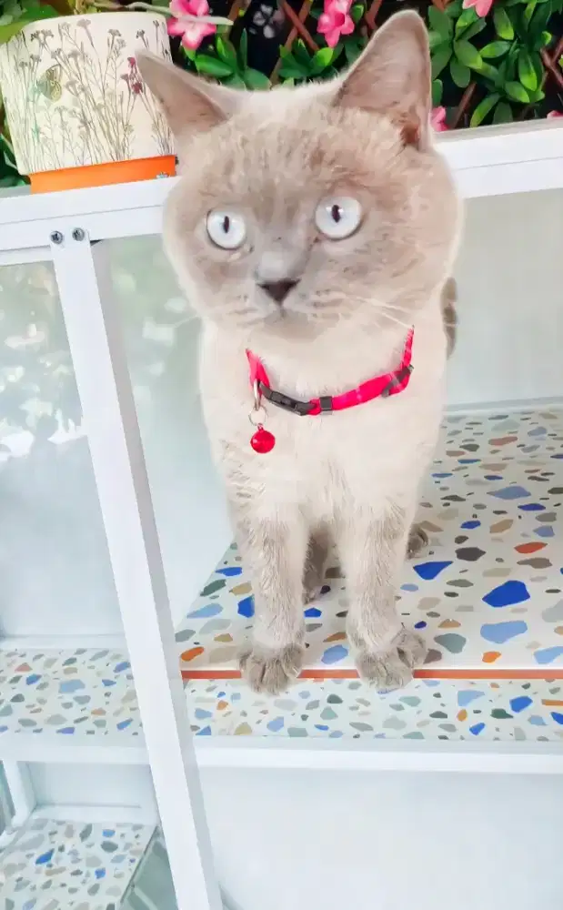 Kucing BSH SEAL POINT