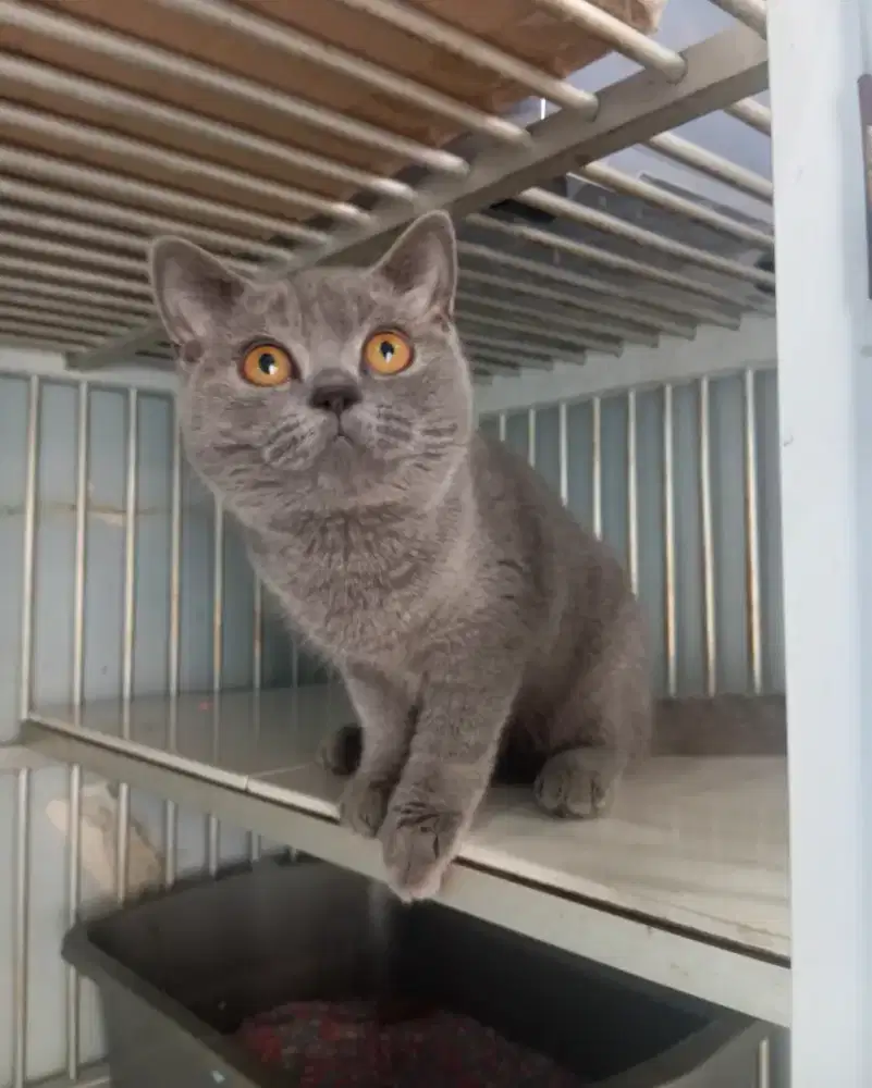 BRITISH SHORTHAIR/BSH BLUE