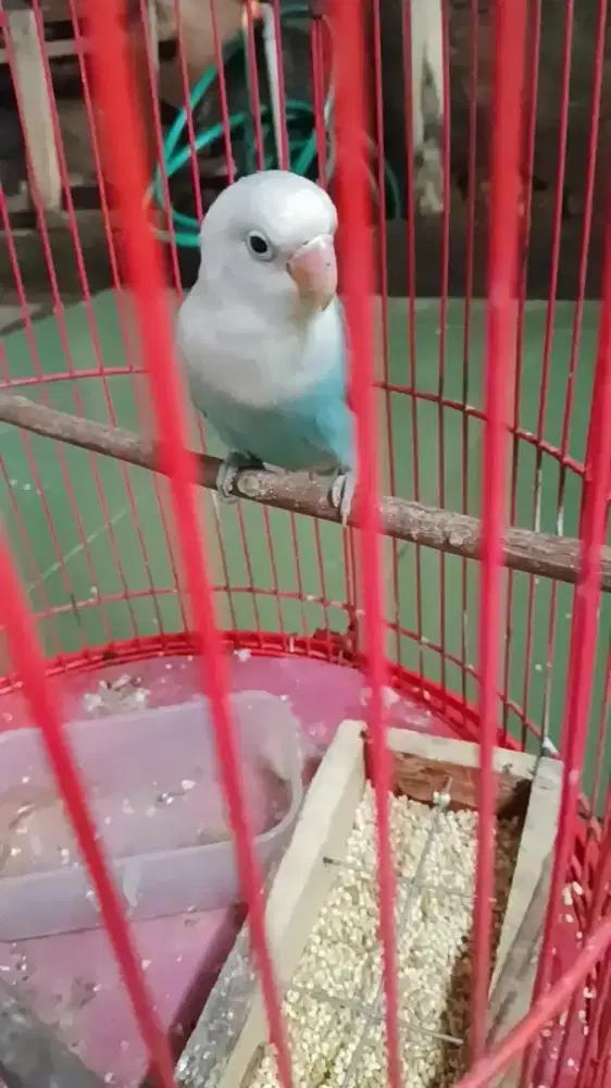 Lovebird Bio blue