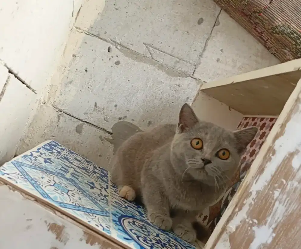 Bsh blue tortie(carrier cinnamon)