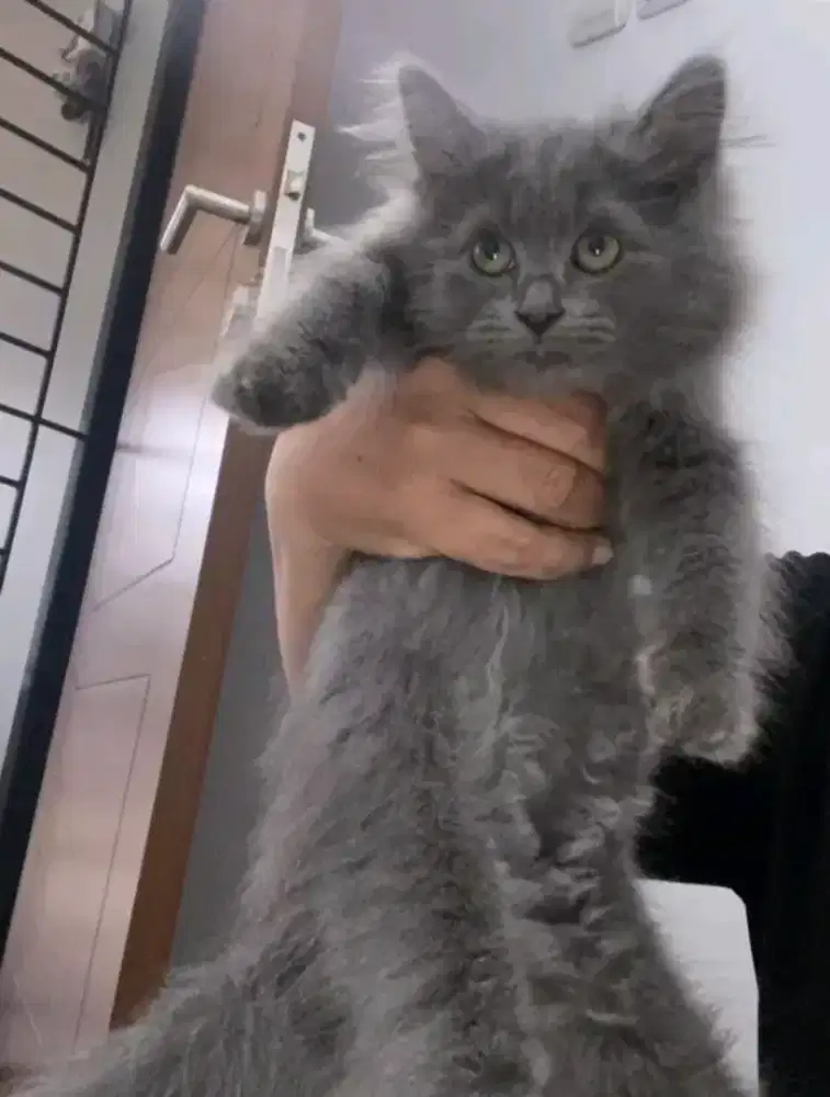 Kucing kitten x British Longhair Male