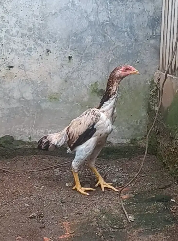 Calon Biang Ayam bangkok