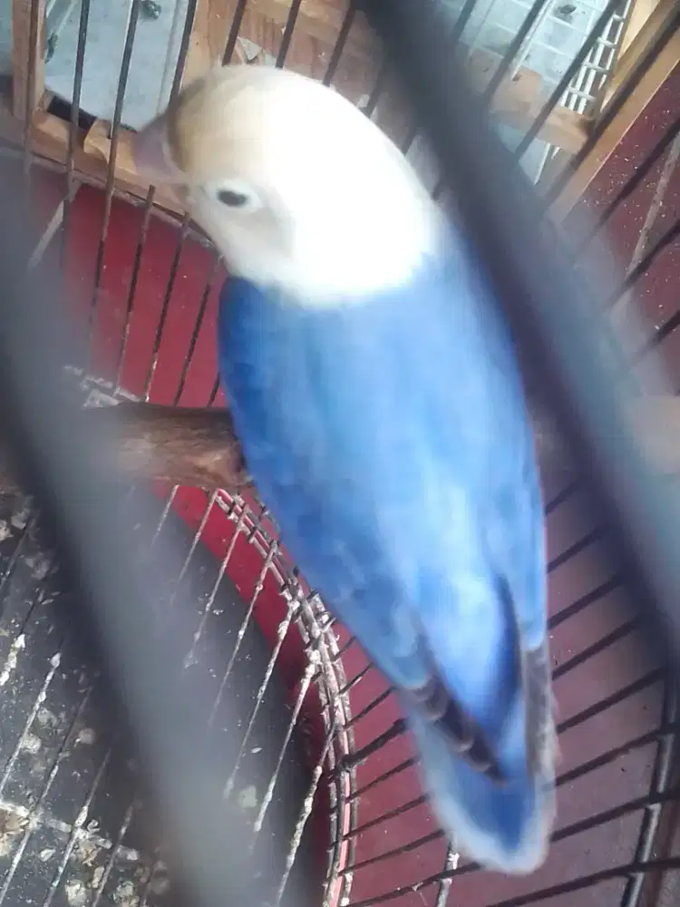 LOVEBIRD PB 350 AJA NET BURJA HARIAN BRISIK