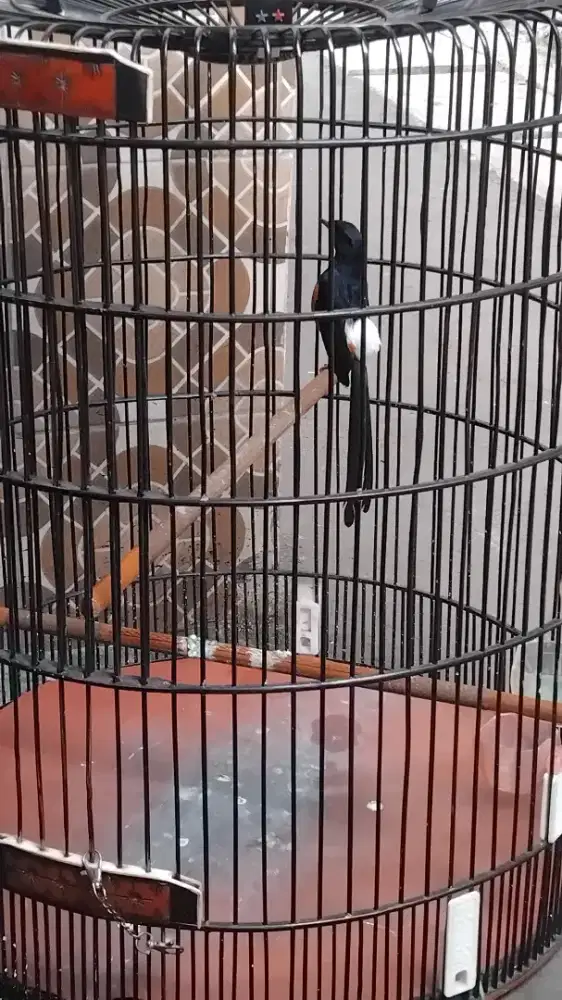 Burung murai batu dewasa