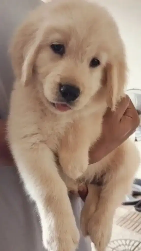 Golden Jantan Bigbone Stb Vaksin