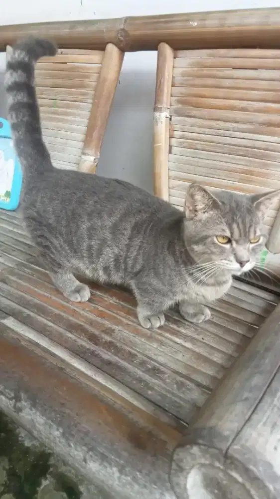 Kucing Munchkin jantan