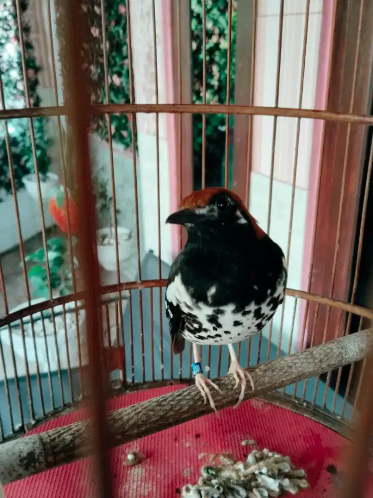 ANIS KEMBANG RING MALANG