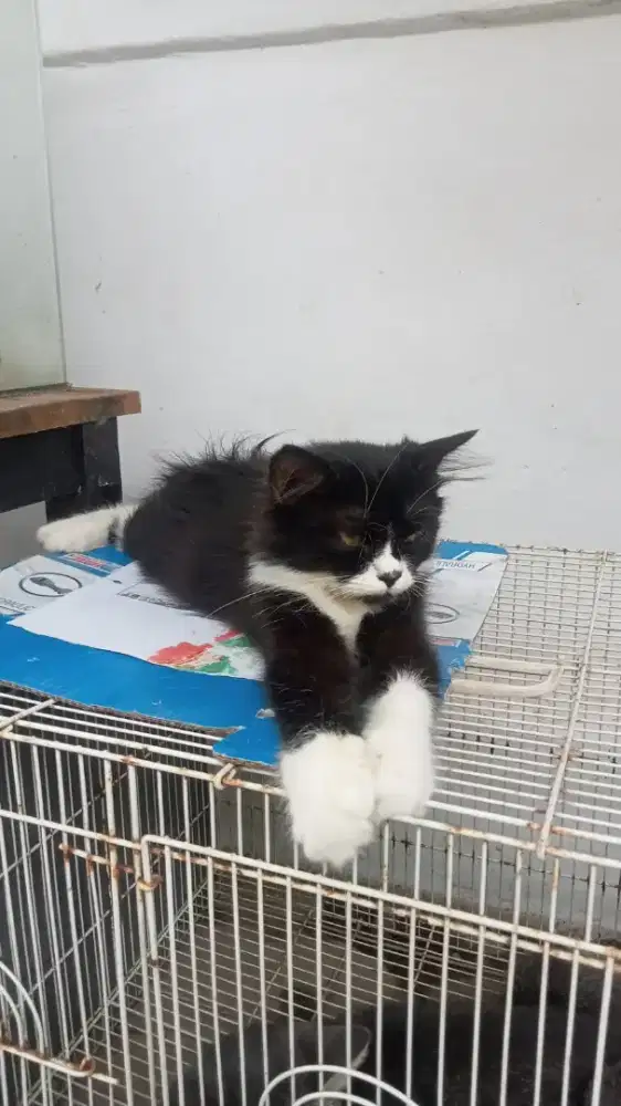 Kucing Persia shorthair betina