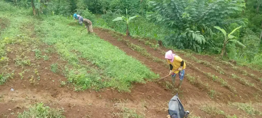 Tenaga Kerja Perkebunan