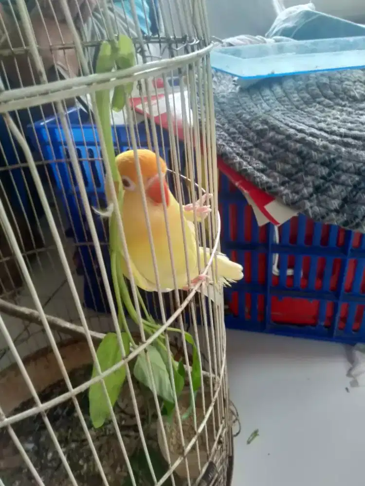 Burung Lovebird / LB Paud Murah Bandung