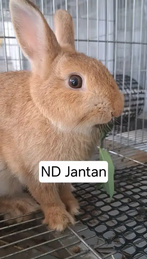 Gratis kelici peliharaan