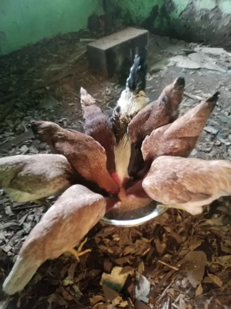 ayam elba 4 bulan
