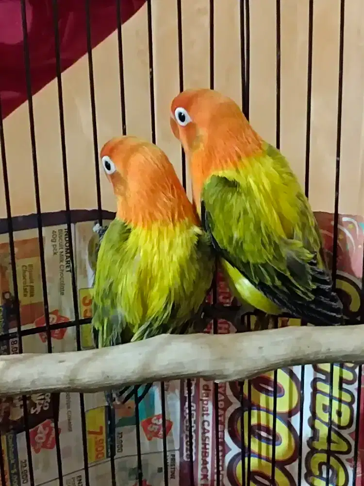 Burung lb 2ekor Biola Ewn Gold