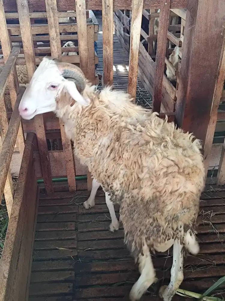 Kambing Aqiqah dan Catering