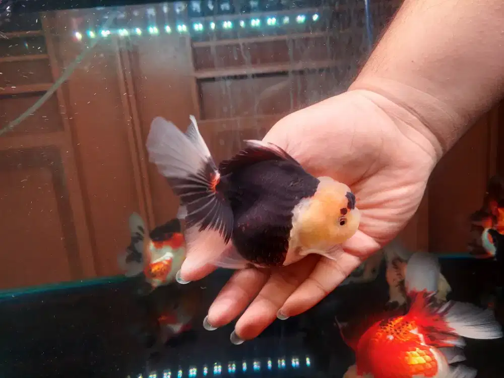 Ikan Mas Koki Oranda Panda Size 14 Cm