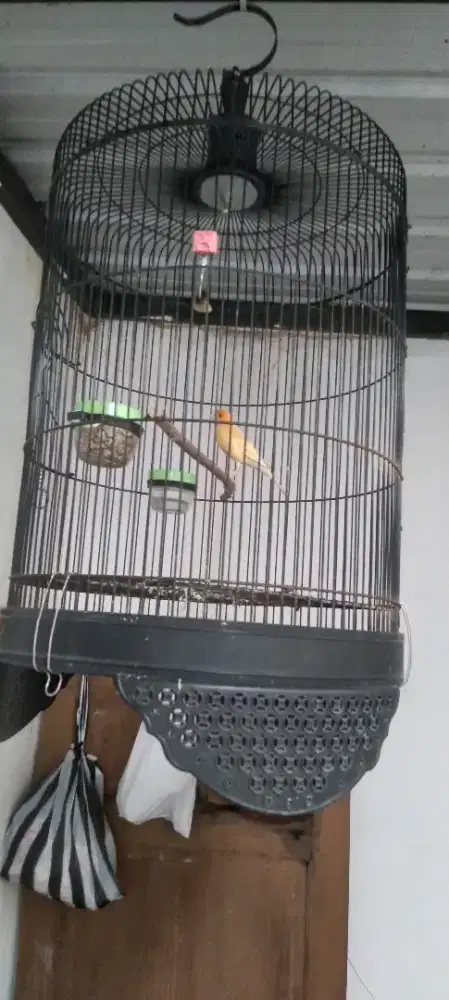 Kenari kuning polos istimewa harian gacor keras