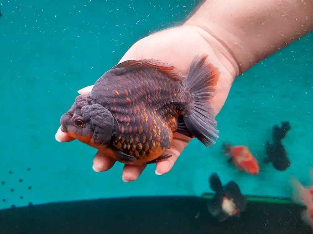Ikan Mas Koki Oranda Black Gold Size 16