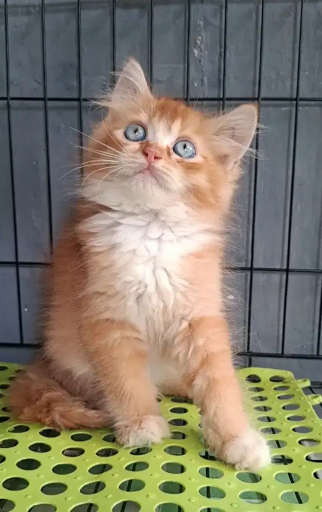kitten persia jantan/kucing persia jantan/ kucing anggora jantan