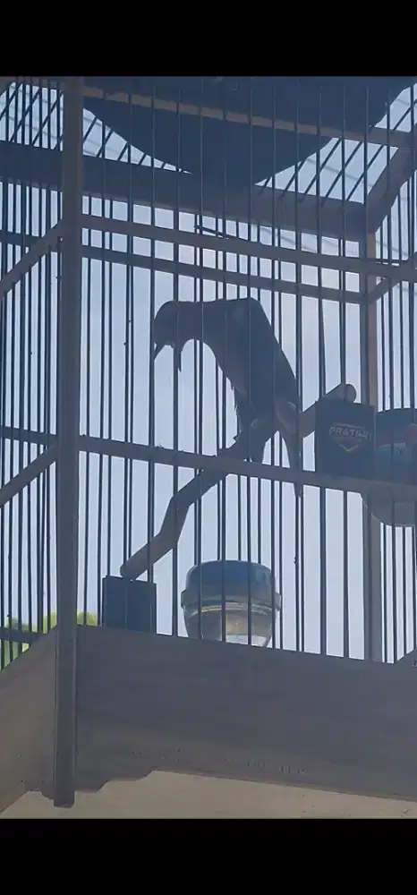 Anis merah ring GR cor dor Fighter volume plus2