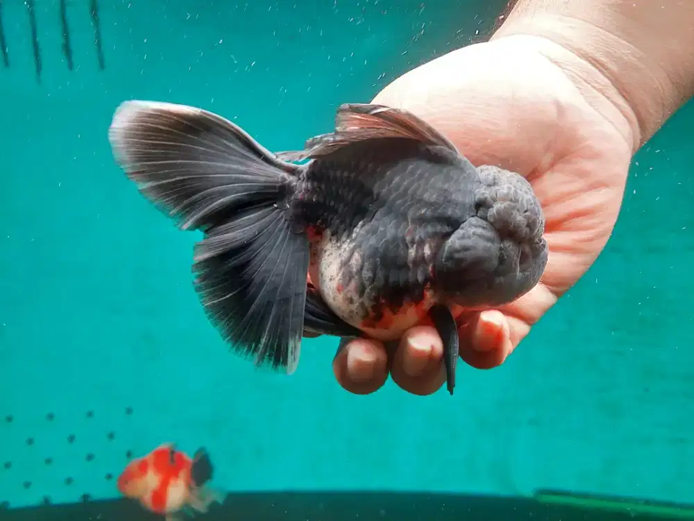 Ikan Mas Koki Oranda Black Grey Size 15