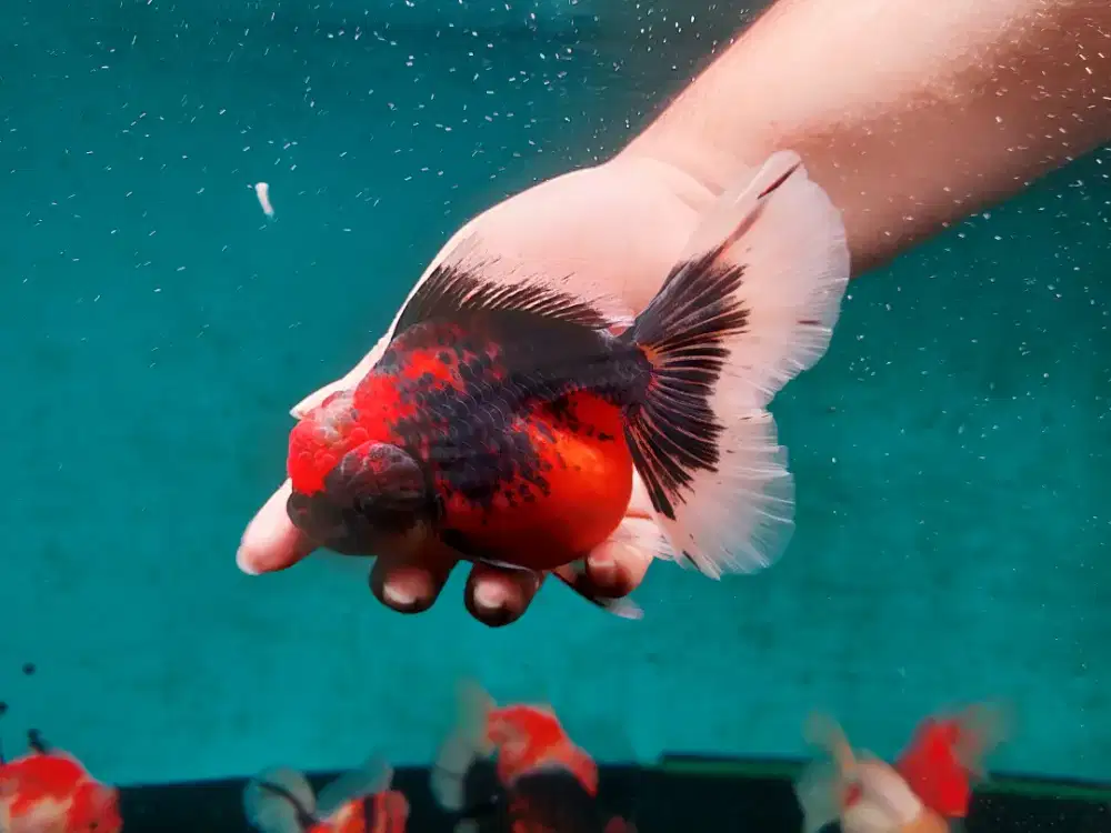 Ikan Mas Koki Oranda Black Gold Size 17 Cm