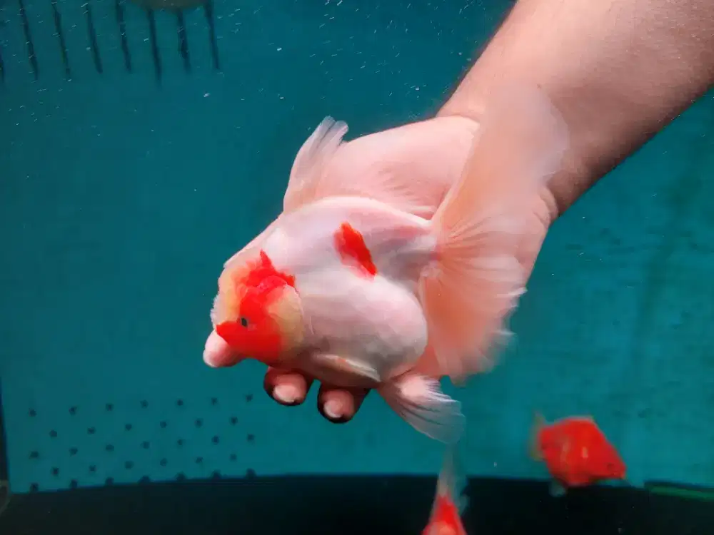 Ikan Mas Koki Oranda Rose Tail Size 17 cm