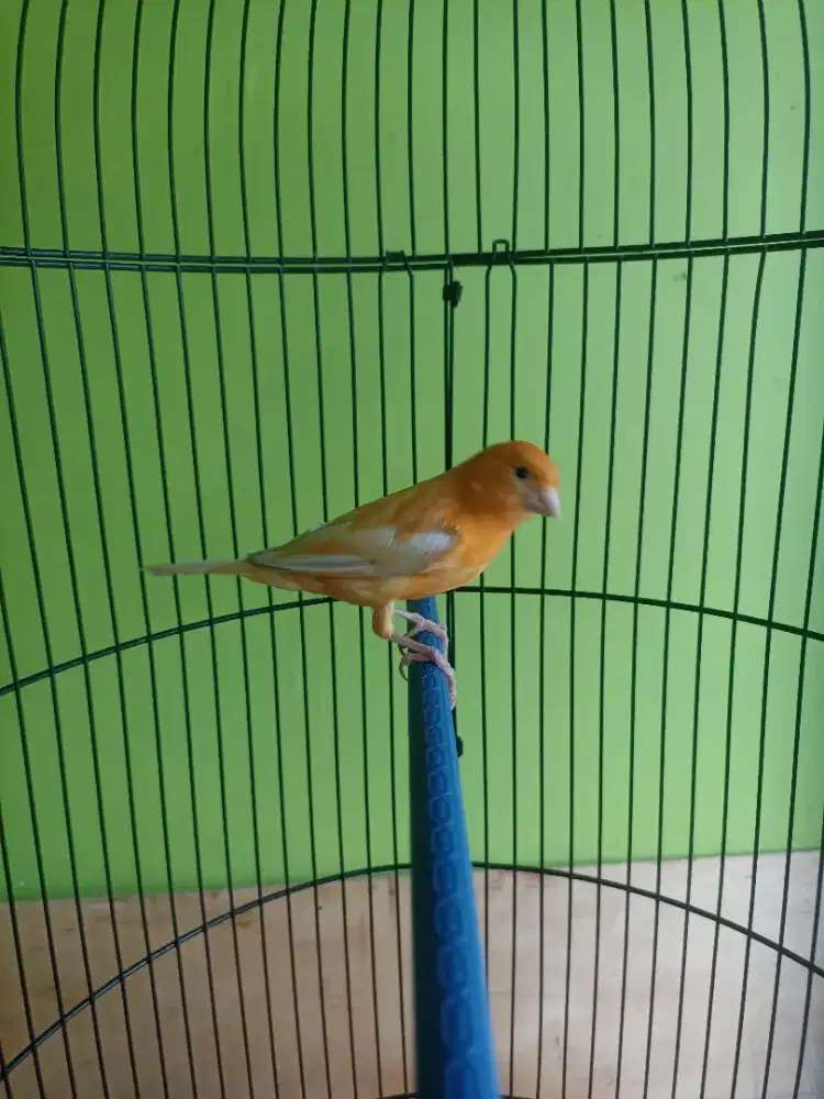 Kenari merlok betina siapan