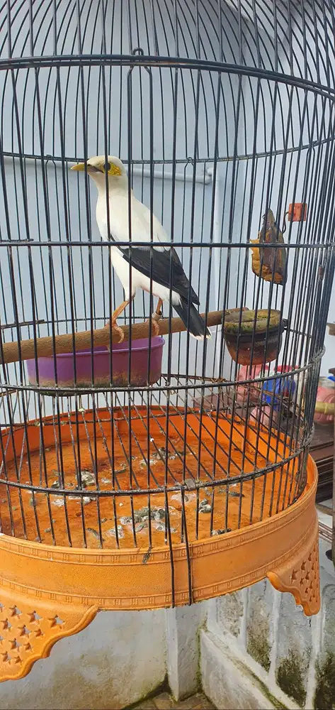 BURUNG PUTIH JANTAN