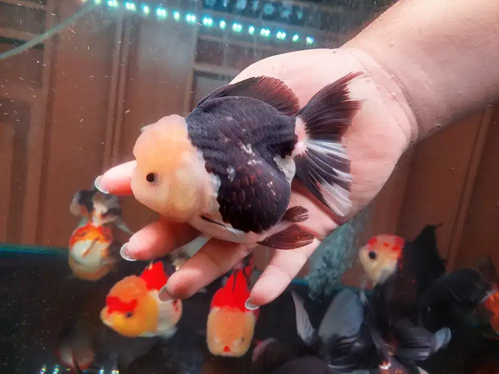 Ikan Mas Koki Oranda Panda Size 14 Cm
