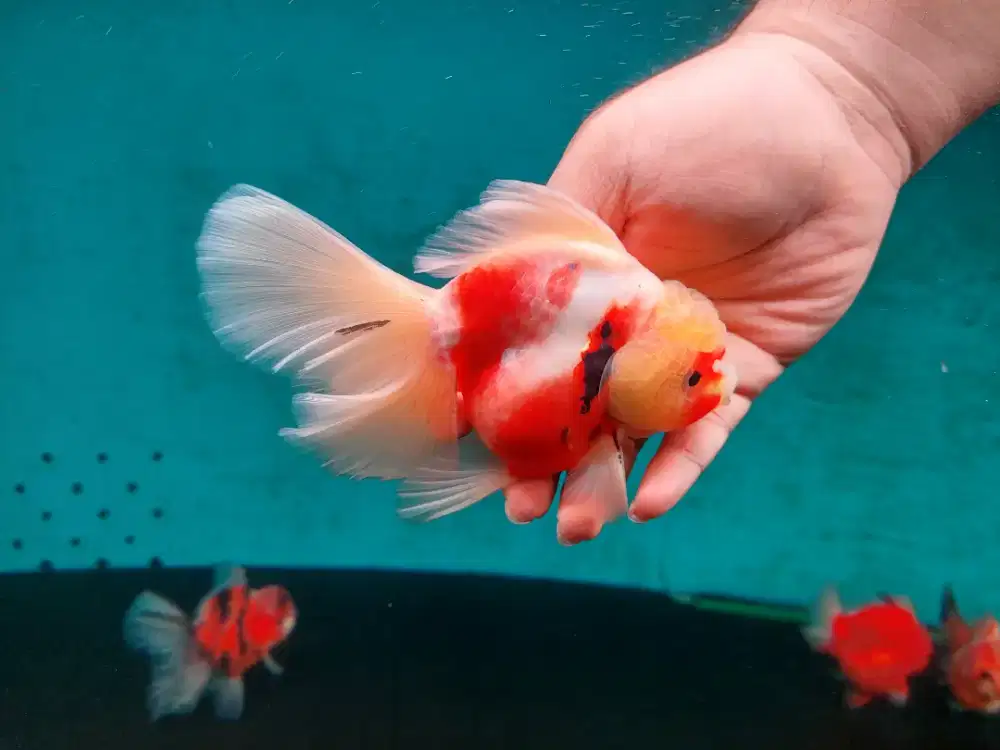 Ikan Mas Koki Oranda Rose Tail Size 17 Cm