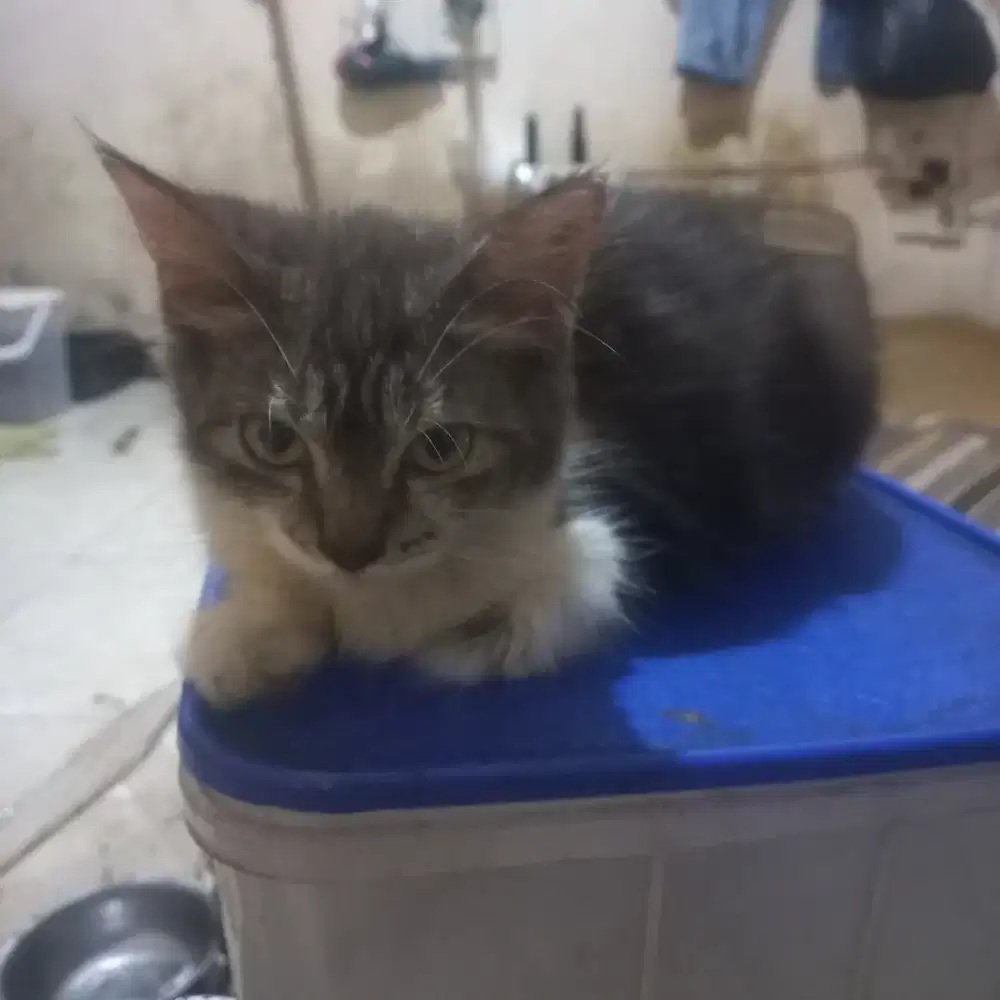 Persia medium anakan