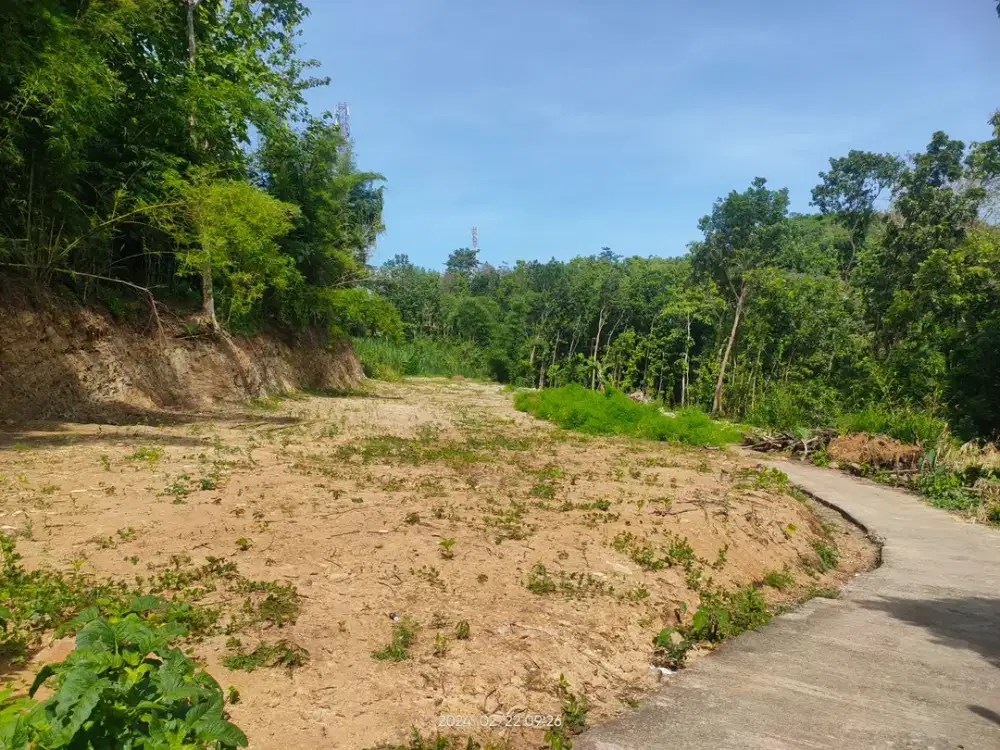 Tanah Deket Hutan Pinus—Biar Hidup Lebih “Pinus-full”Tanah Deket Hutan Pinus—Biar Hidup Lebih “Pinus-full”