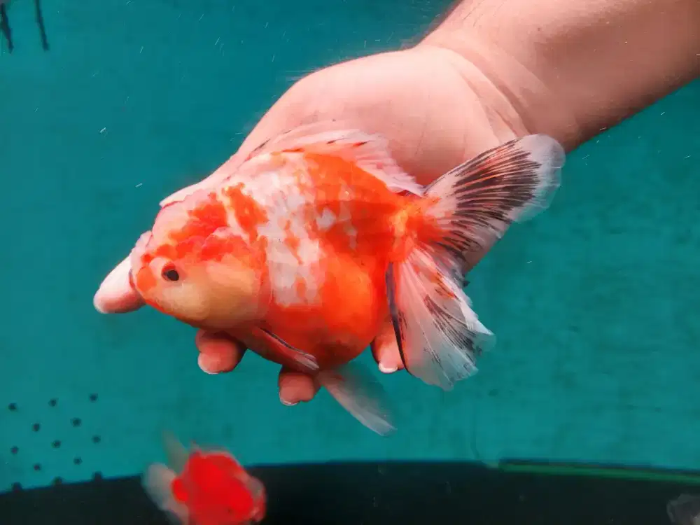 Ikan Mas Koki Oranda Rose Tail Size 16 Cm