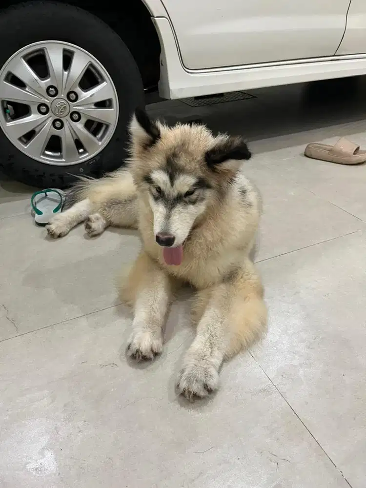 Giant alaskan malamute