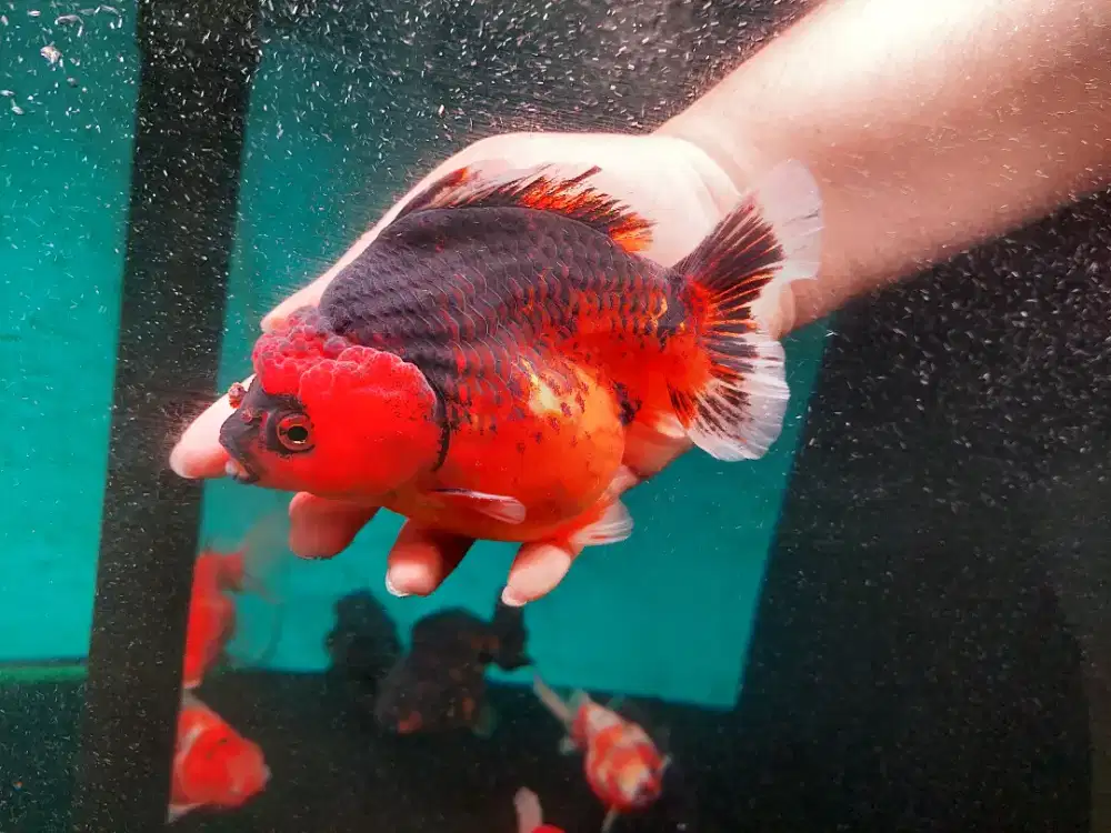 Ikan Mas Koki Oranda Black Gold Size 16 Cm