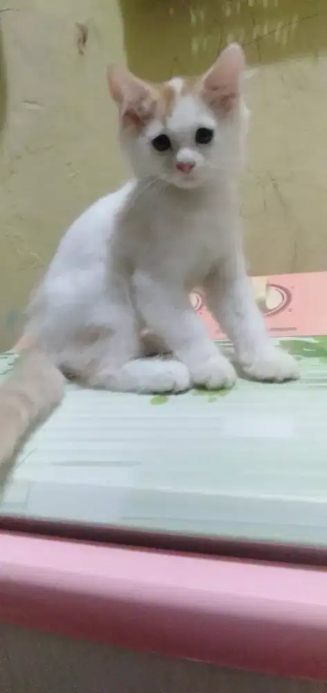 Kitten Persmed mix flatnose bulu kapas