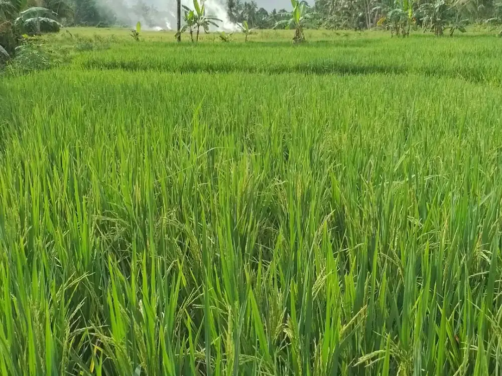 DIJUAL TANAH SAWAH GLAGAH, BANYUWANGI