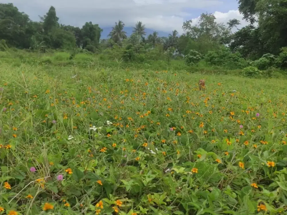 Tanah Strategis Deket Kopi Klotok & Jeep Kaliurang – Lokasi Juara!