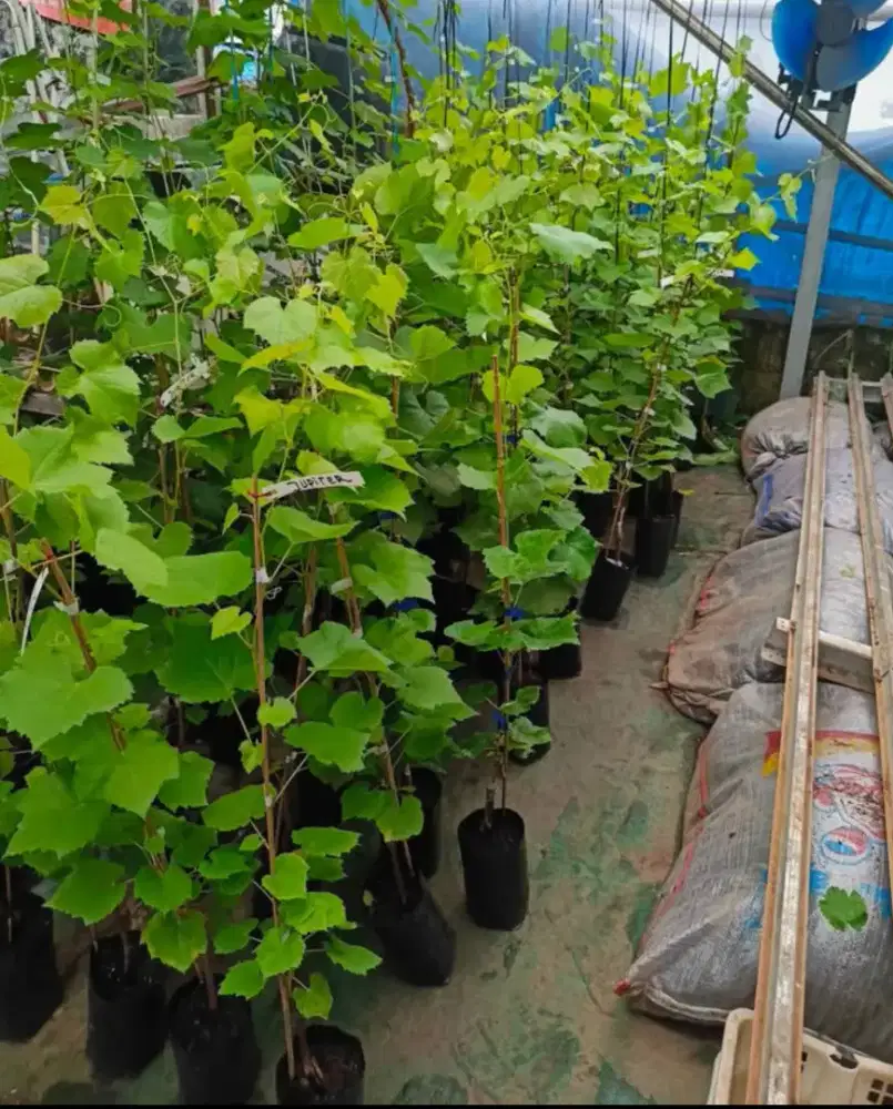 Tanaman Bibit anggur manis