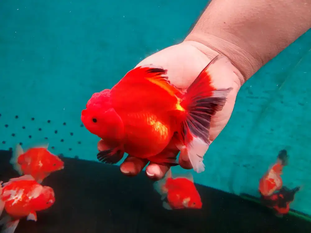 Ikan Mas Koki Oranda Rose Tail Size 17 Cm