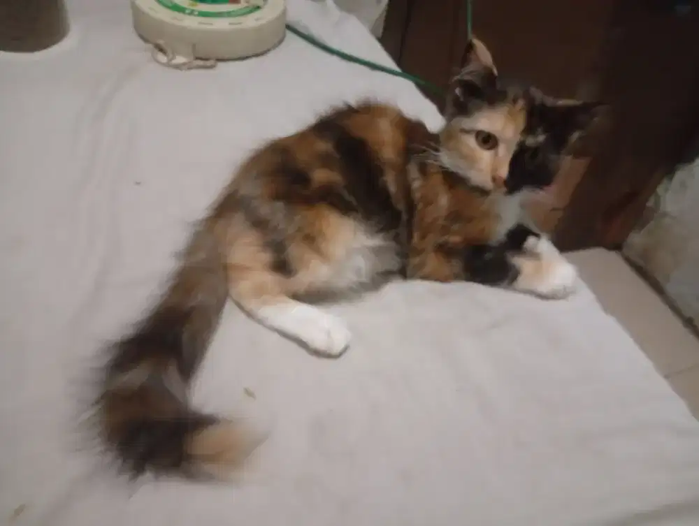 Kitten anggora 3 bulan betina